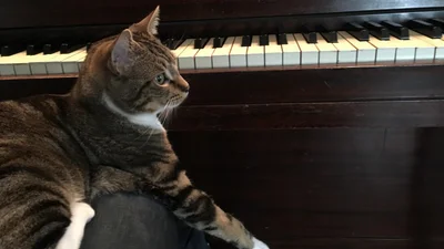 Котик сыграл такую мелодию на пианино, что мурашки идут по коже