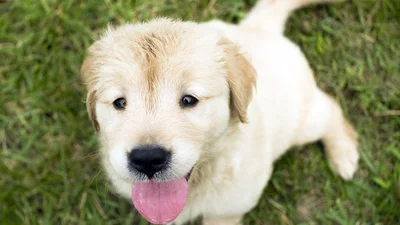 Интернет шоке от фото щенка с зеленой шерстью – он таким родился