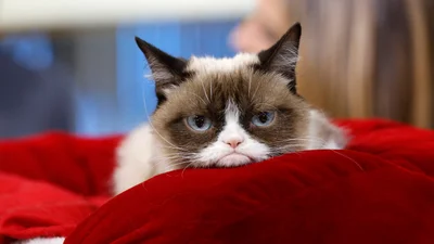 Увесь інтернет сміється над відео, в якому кішка-інтроверт виганяє хазяїв на роботу