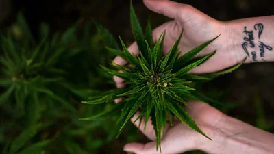 Товар первой необходимости: в Канаде безумный спрос на марихуану