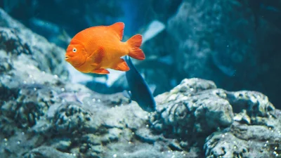 Риба з пальцями: у Канаді знайшли дивний скелет водного мешканця