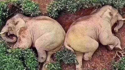 Фото пьяных слонов, которые уснули в китайской деревне, стали сенсацией Интернета