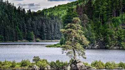 В Європі провели конкурс на найкраще дерево 2020 року - перемогла чеська сосна