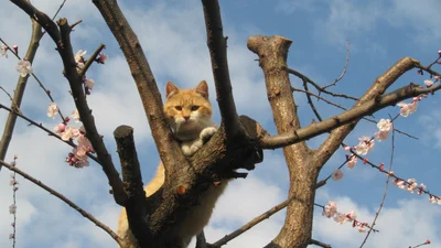 Вся сеть хохочет над фото с кошкой, застрявшей на дереве в смешной позе