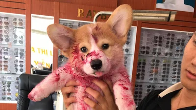 Щенок объелся фруктами и беззаботно уснул на месте преступления