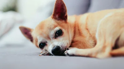 Парень заставил чихуахуа купить ему чипсы, и результат удивил всех