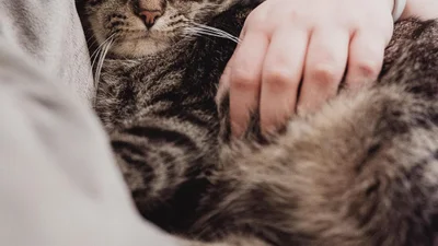 Кішка влізла у відеоурок господині та смішно помстилася за ігнорування (відео)