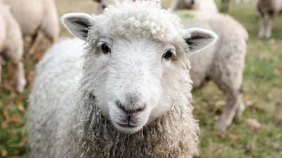 Вівця, яка навчилася гавкати та впевнена, що вона пес, насмішила увесь світ