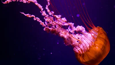 Эффектное явление: побережье Филиппин заполонили красные медузы