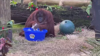 Видео дня: 34-летний орангутан забавно моет руки с мылом