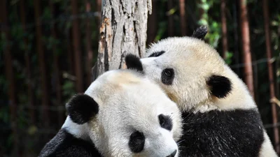 Вперше за 10 років в Гонконгу панди спарувалися в неволі, адже люди тепер їм не заважають