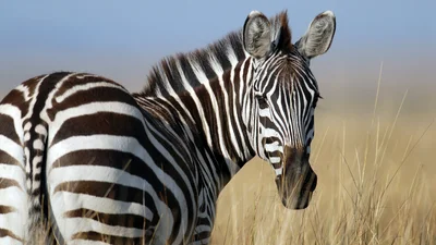 У кенійському зоопарку народилося звіря, схоже одразу на зебру й віслюка