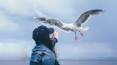 Птахи оцінюють людей по одягу, визначили вчені