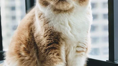 Господар зняв свого кота на приховану камеру, і відео миттю облетіло мережу