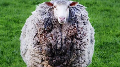 Словно волосатый шар: в Австралии овца, которая исчезла 7 лет назад, вернулась домой