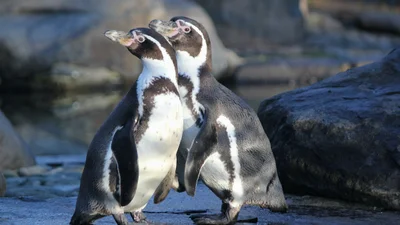 Фото дня: 2 пингвина, которые вновь обрели любовь и любовались видом, растрогали мир