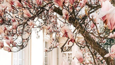 Необычная весна: нежные кадры цветения, в которое погрузилась вся Украина