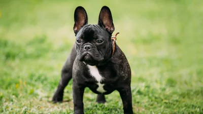 Чоловік зняв фільм з песиком, який розказує про своє життя на карантині, і це повна рвань