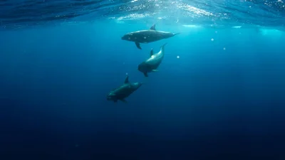 Дельфины, которые светятся: в Калифорнии поймали уникальное природное явление (видео)