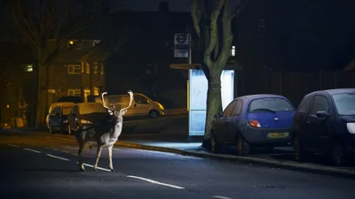 Тебя поразят фото, на которых дикие животные разгуливают по улицам крупных городов