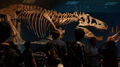 Это сенсация: ученые впервые обнаружили вид динозавров, которые умели плавать (видео)