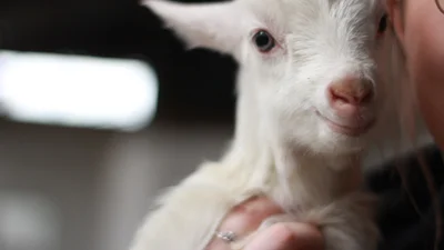 В сети набирает популярность стрим, где показывают жизнь маленьких козлят