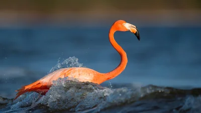Увлекательное зрелище: на лимане возле Черного моря впервые заметили розовых фламинго