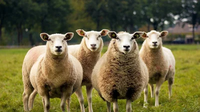 Пушистый апокалипсис: сотни овец захватили турецкий город