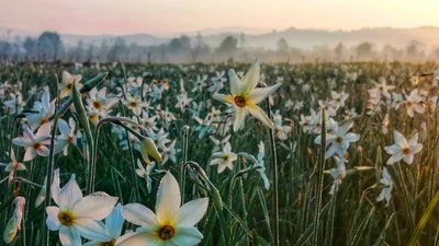 Сказочную Долину нарциссов на Закарпатье снова открыли для посетителей
