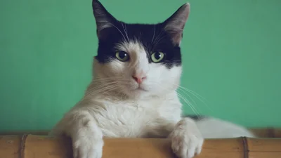 Гіперактивний кіт, якому замало уваги, розсмішив інтернет