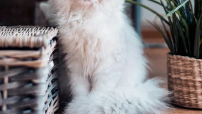 Пухнаста композиторка: кішка творить унікальні мелодії, які діють краще заспокійливого