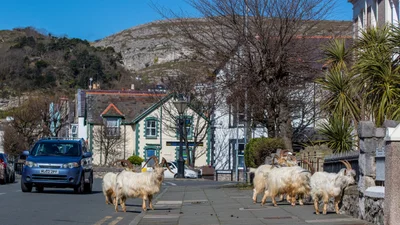Ты будешь в шоке с видео, в котором дикие козы захватили целый город