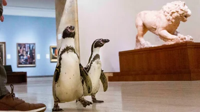 Пінгвінів зводили на художню виставку в музей, і ось як вони на це відреагували