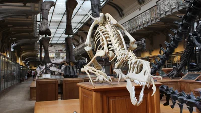Ты будешь хохотать с австралийца, который проник в музей, чтобы сфоткать динозавра
