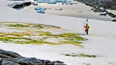 Антарктида зазеленела, и все из-за глобального потепления