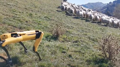 Такий лапочка: в мережі з'явився ролик із робопсом, який випасає овець
