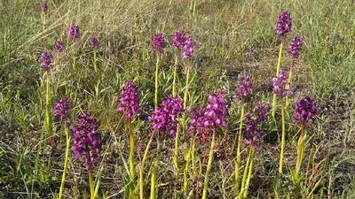 Жемчужина Украины: зацвело самое большое в Европе поле диких орхидей