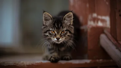 Весь интернет смеется над видео с котиком, что спасает своего друга от врача