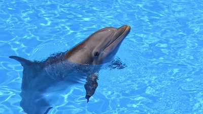 Дельфины так соскучились за людьми, что начали приносить на берег подарки