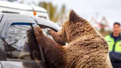 Ты будешь безудержно хохотать от видео, в котором медведь пытается угнать машину