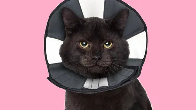 Фото мрачного кота в защитном воротнике стало прикольной фотожабой