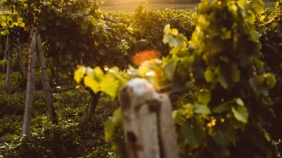 В Италии под виноградниками раскопали древнеримскую мозаику, которую искали десятилетиями