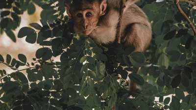 Мавпи викрали з лабораторії зразки хворих на ковід, і ось, чого бояться вчені