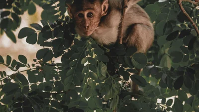 Обезьяны похитили из лаборатории образцы больных на ковид, и вот, чего боятся ученые