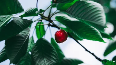 Вихідні у червні 2020 - державні свята в Україні