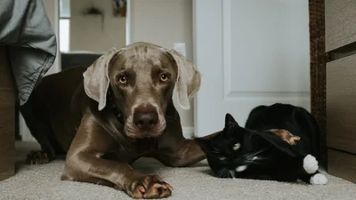 Відео дня: хлопець навчив свою собаку гладити котика