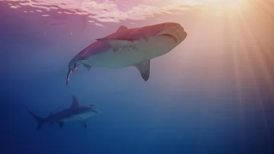 Видео, на котором тунцы догоняют акулу, чтобы почесаться, стало хитом