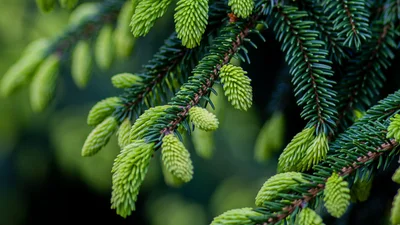 Вперше за кілька років в Карпатах рясно зацвіли сосни та ялинки, і це особливе видовище