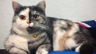 Природа пошутила и наградила кота двумя разными мордочками одновременно