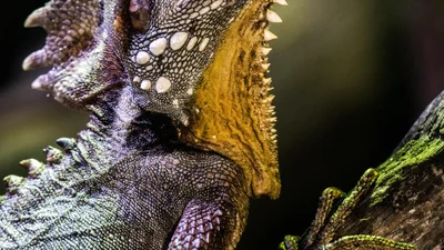 Думали, их уже нет: ученые впервые за 130 лет сфотографировали ящерицу- «дракона»